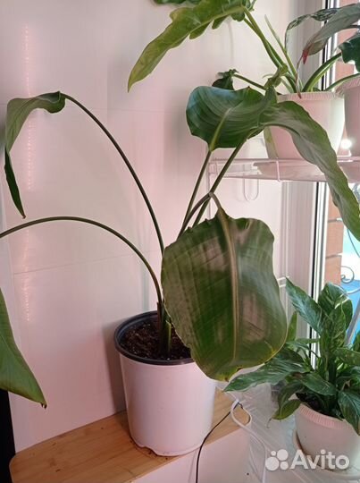 Стрелитция белая (Strelitzia alba) или Августа