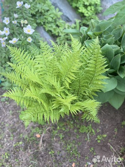 Хосты, папоротник