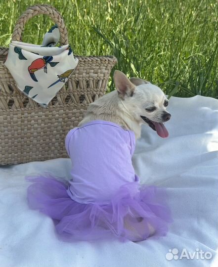 Платье для собак