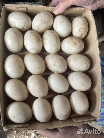 Утиные яйца для инкубации