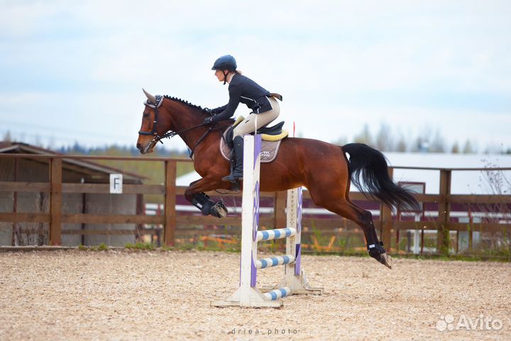 Продается лошадь