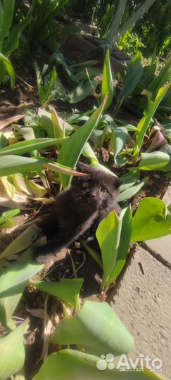 Котята