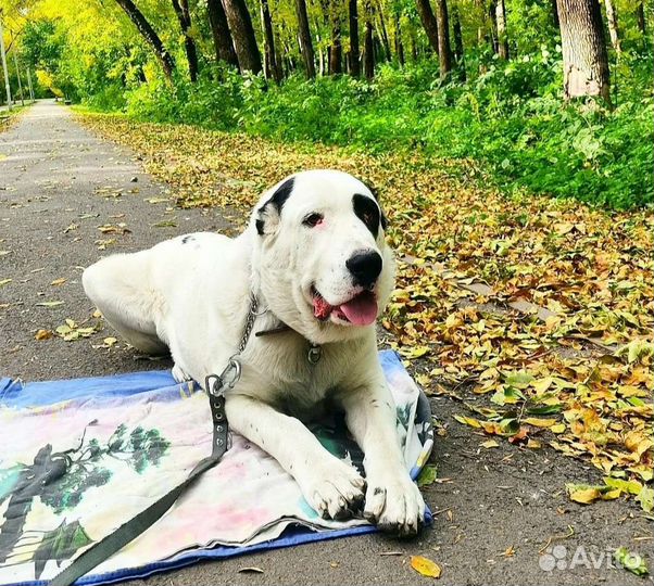 Хендлер, Инструктор по вязке, дрессировка