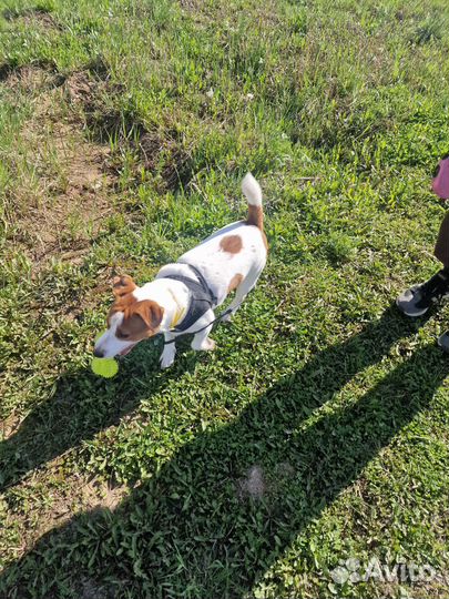 Передержка и выгул собак(зооняня),зоотакси