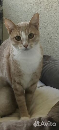 Котята в добрые руки бесплатно мальчик