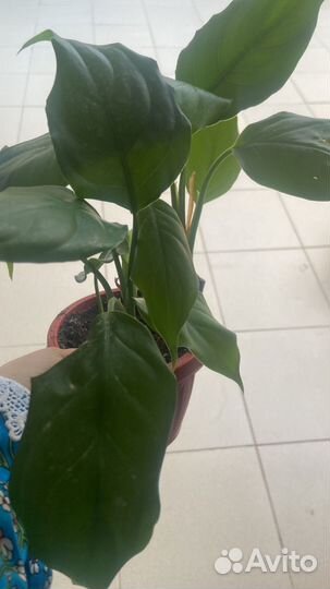 Спатифиллум