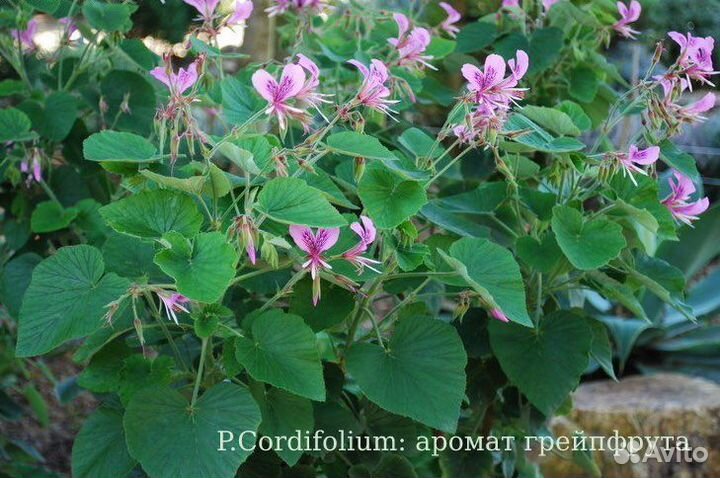 73 сорта душистых пеларгоний (55 ароматов)