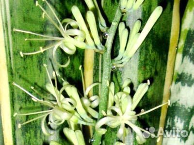 Фикусы и другие комнатные