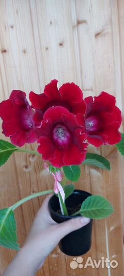 Глоксинии семена