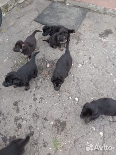Щенки немецкой овчарки