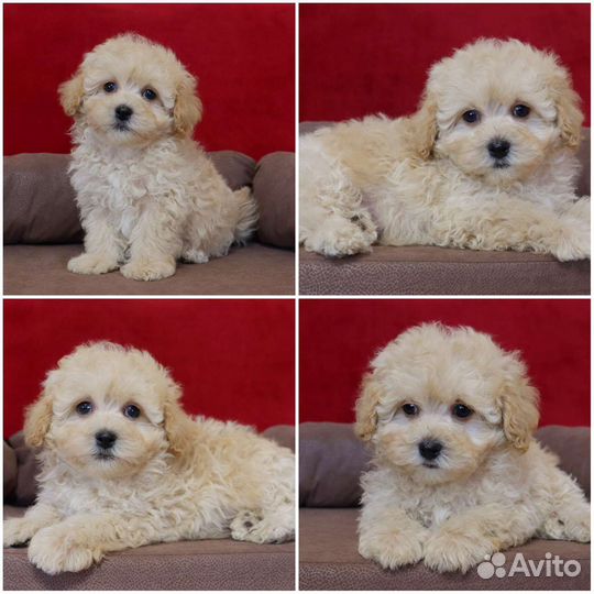 Мальтипу f1 девочки и мальчики