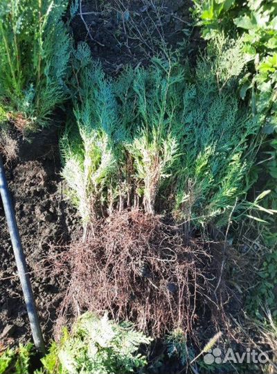 Туя для изгороди саженцы