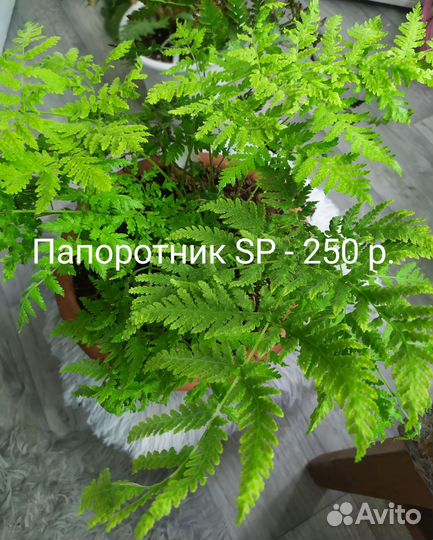 Споры папоротников