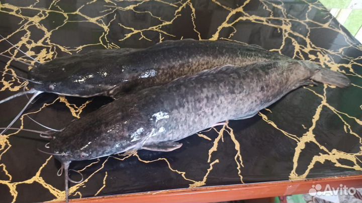 Африканский мраморный сом