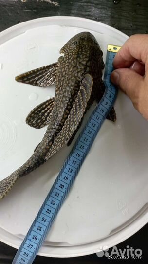 Парчовый сом