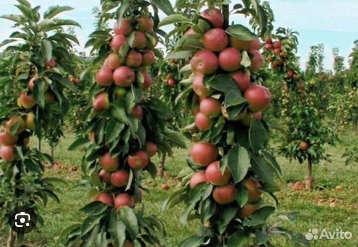 Яблоня колоновидная триумф саженцы