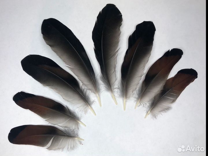 Перья сойки