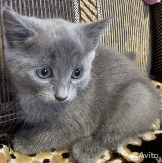 Котенок