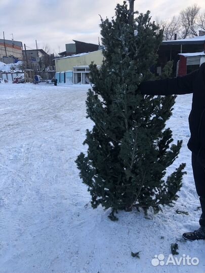 Елочки новогодние