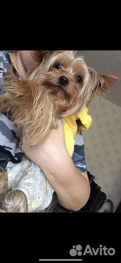 Йоркширский терьер