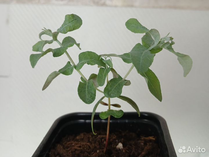 Комнатные растения цветы