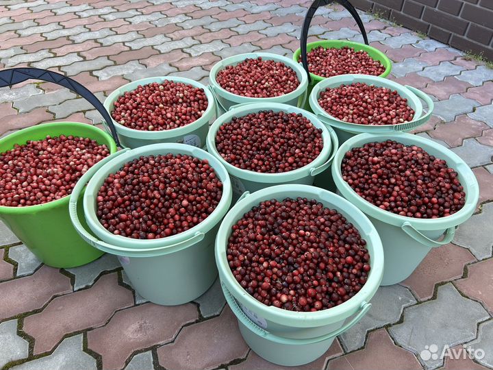 Ягода отчищенная брусника клюква голубика свежая