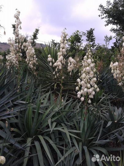 Семена и саженцы оливкового дерева и др растений