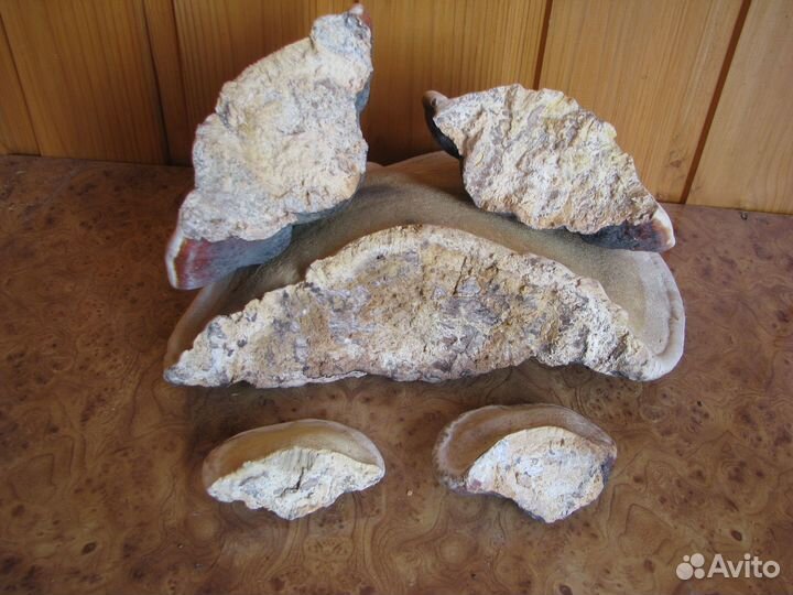 Трутовик окаймленный