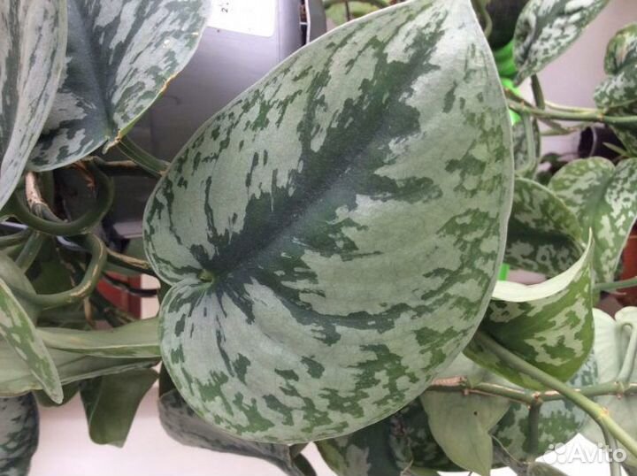 Бегония Макулата.Эпипремнумы.фикуслирата