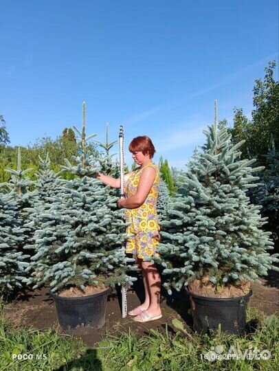 Ель колючая Глаука