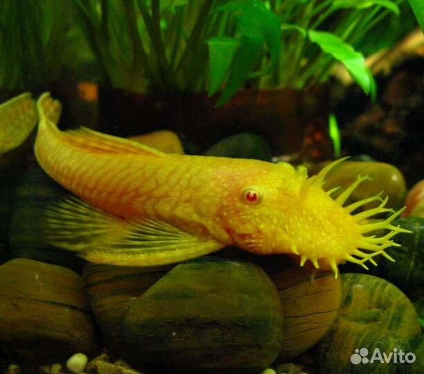 Неокардины