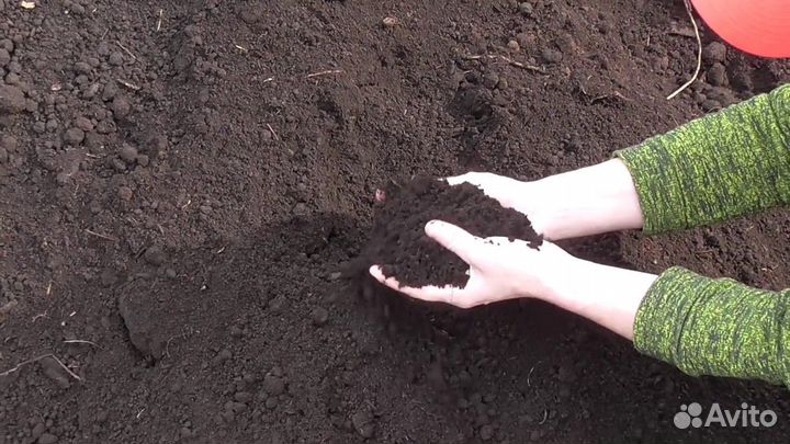 Чернозем