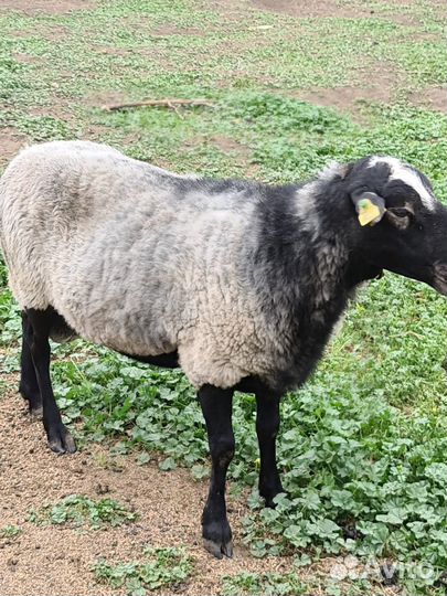 Продам Романовского барана на племя