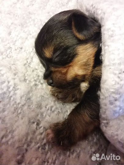 Йорк мини беби фэйс