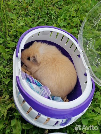 Переноска для грызунов