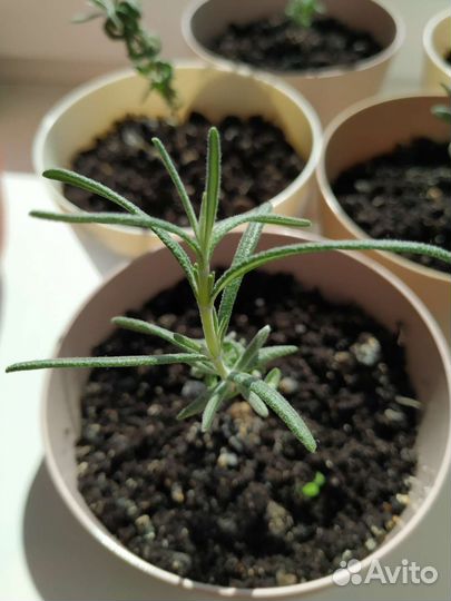 Розмарин в горшке