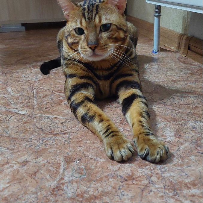 Мүшікті соратын шашты жігіттер