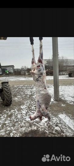 Баранина тушка