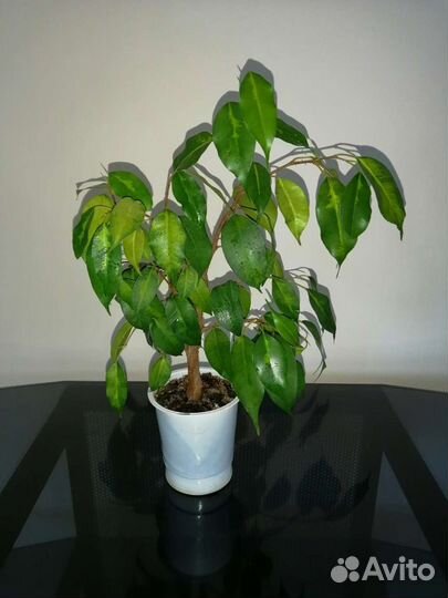 Фикус Бенджамина Денилайт