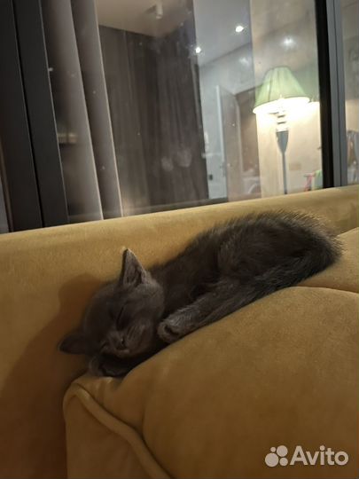 Британский котенок