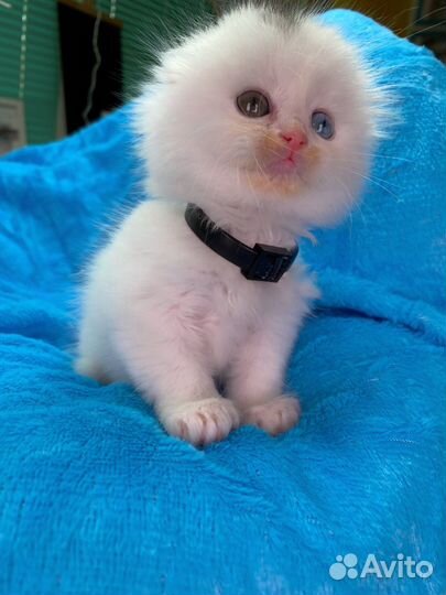 Шотландский вислоухий