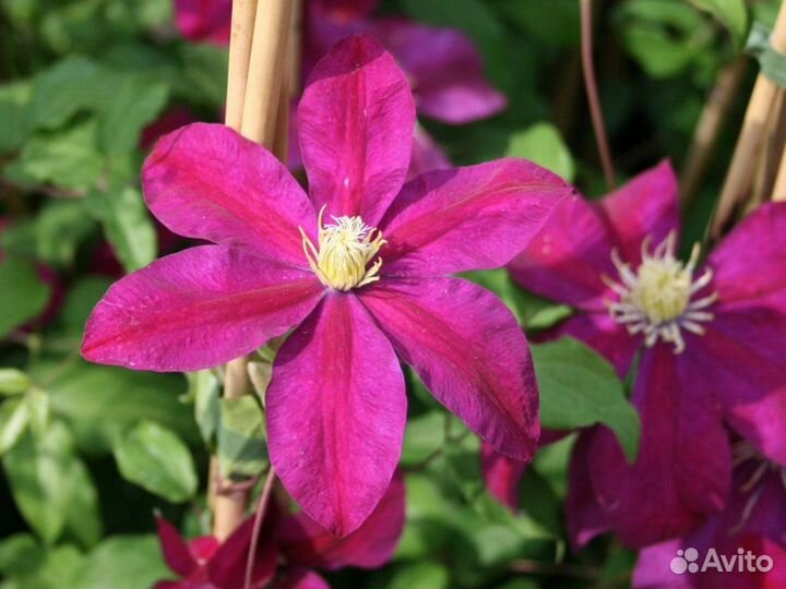 Клематис Сансет