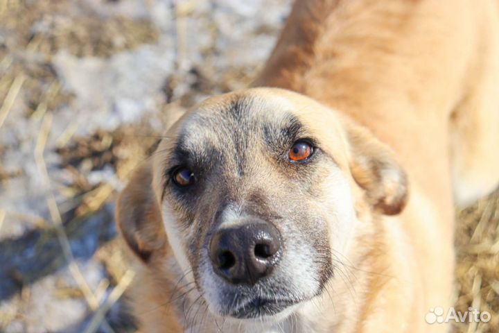 Солнечная девочка в дар