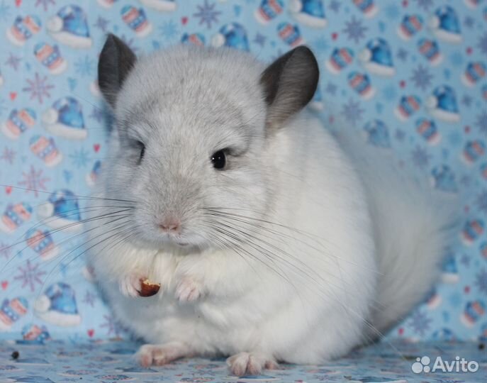 Шиншилла ангора(девочка)