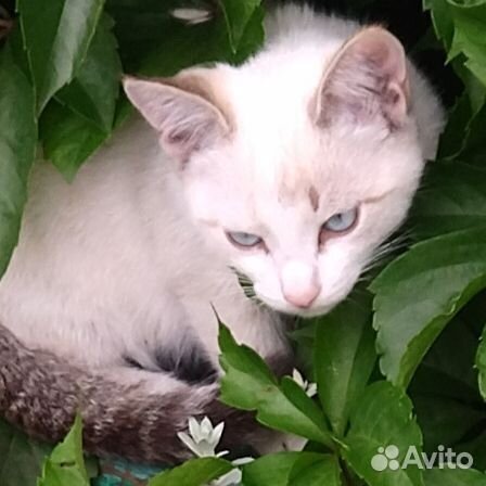 Кошки в добрые руки бесплатно