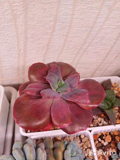 Эхиверия,Diamond State