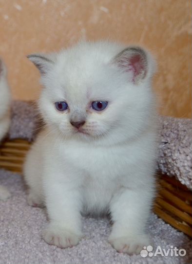 Шикарная британская плюшечка