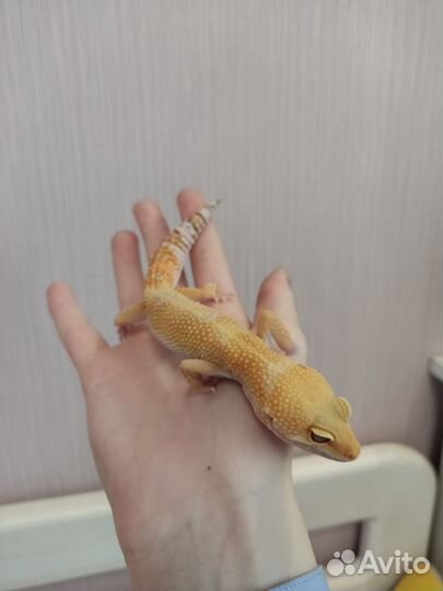 Ящерица эублефар