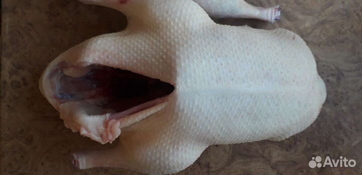 Утка, гусь,индоутка домашнее мясо