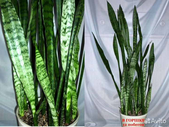 Сансевиерия Щучий хвост 90 см, в горшке 12 побегов